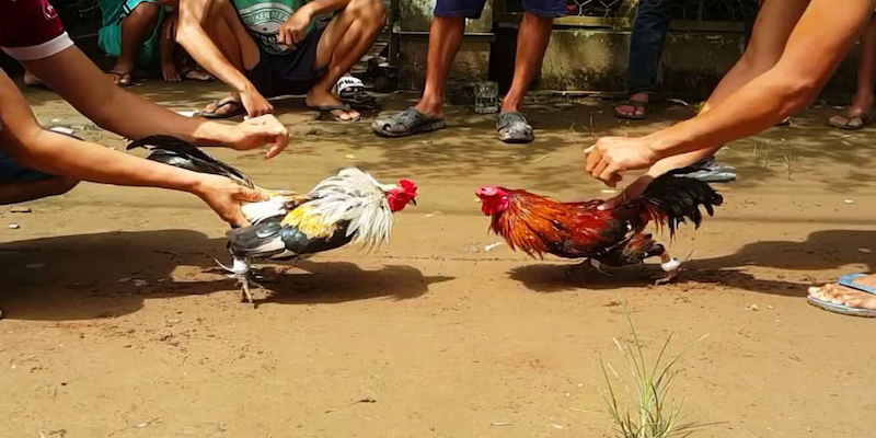 Kinh nghiệm lựa chọn chú gà đá cựa dao tốt nhất